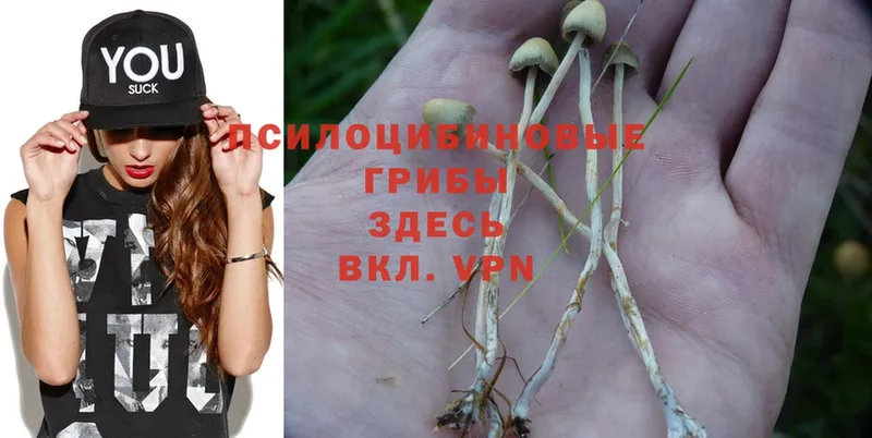 гидра маркетплейс  Мегион  Псилоцибиновые грибы Psilocybe 