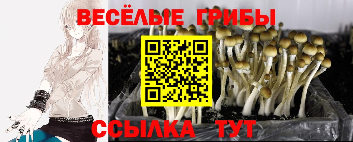 Псилоцибиновые грибы Psilocybe Мегион